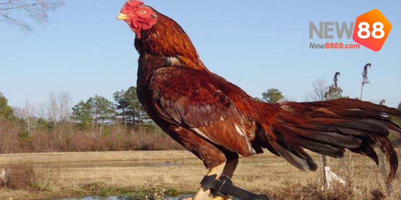 đá gà cựa sắt gà asil