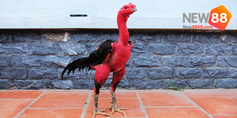 đá gà cựa sắt gà chọi việt nam