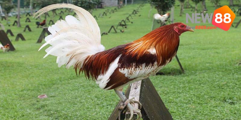 đá gà cựa sắt gà mỹ