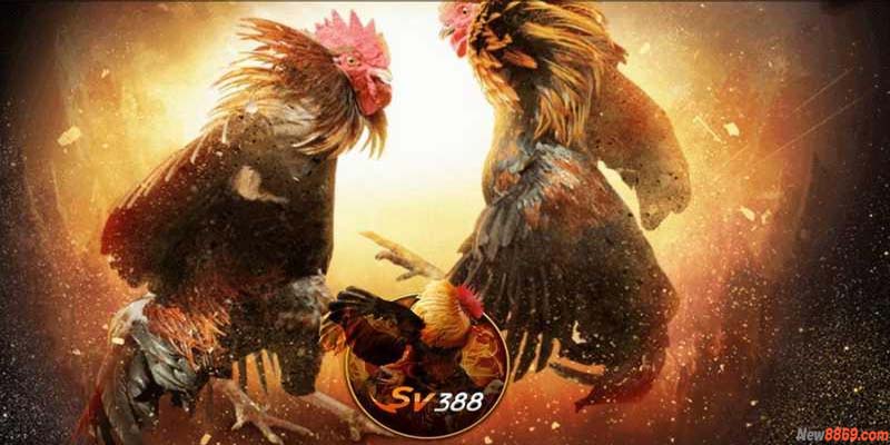đá gà New88 sv388