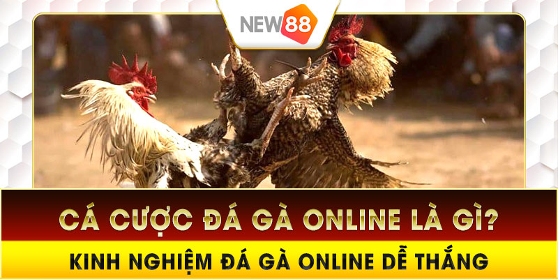 Cá cược đá gà online là gì? Kinh nghiệm đá gà online dễ thắng