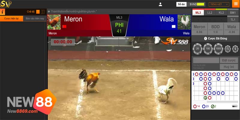 đá gà online kiểu cược wala meron
