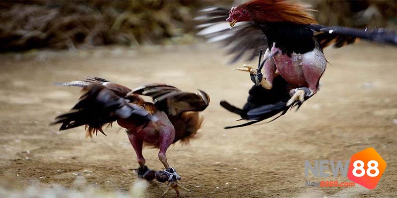 đá gà trực tuyến gà cựa sắt