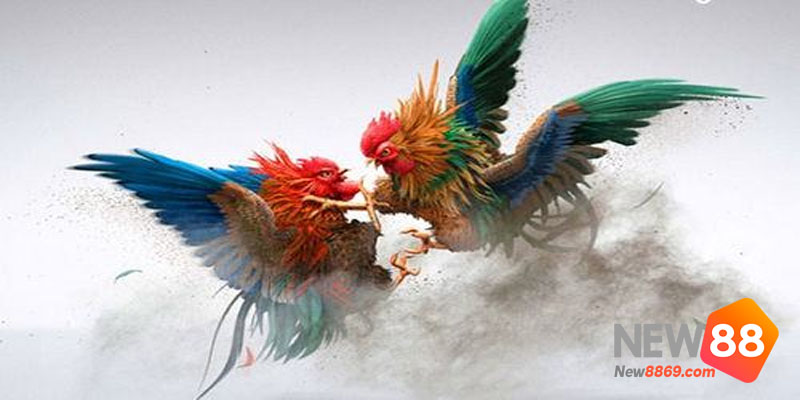 đá gà trực tuyến gà chọi