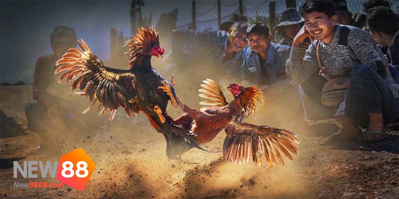 game đá gà online gà đá nhau