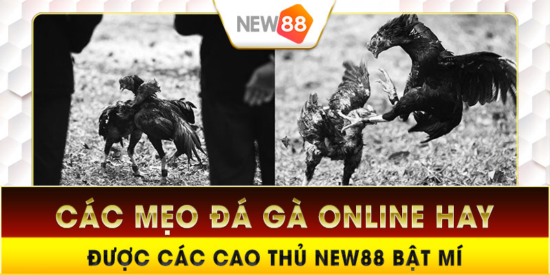 Các mẹo đá gà online hay được các cao thủ New88 bật mí lại