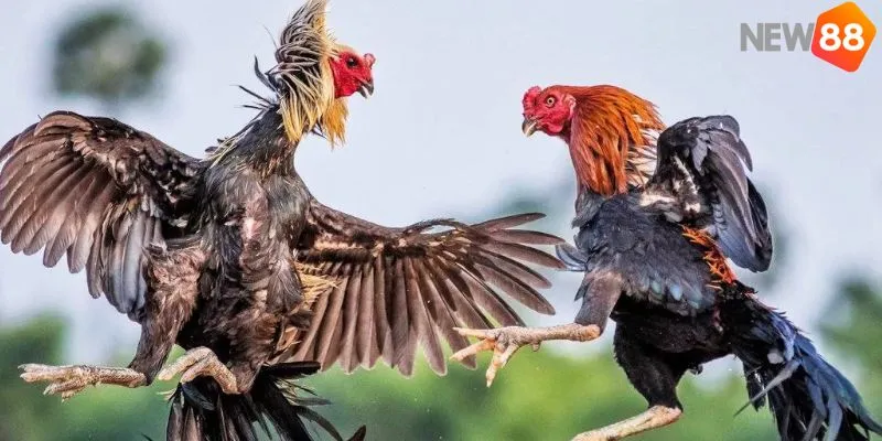 Các loại nổi tiếng dựa trên cách xem mặt gà đá đặc điểm khuôn mặt